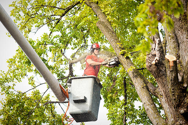 How Our Tree Care Process Works  in  Morgantown, KY